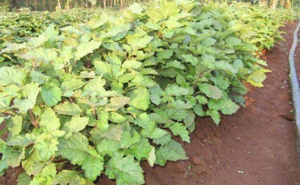 种植广藿香如何追肥？