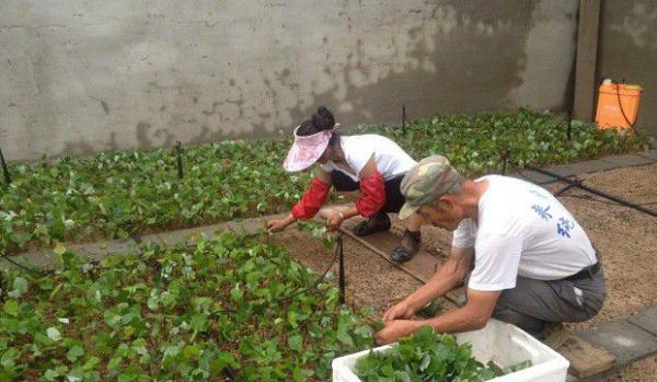 广藿香如何繁殖?