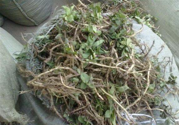 薄荷如何繁殖和播种？