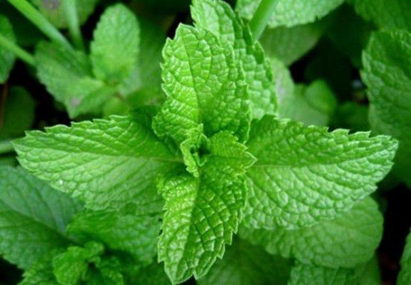什么是薄荷？