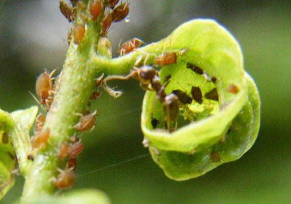 甘草有哪些害虫需要防治？