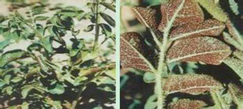 甘草有哪些病害需要防治？