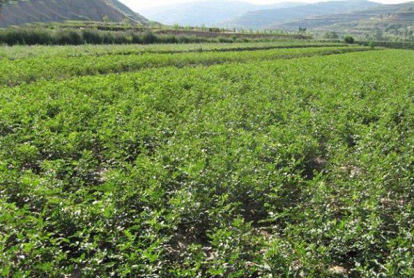 种植甘草如何管理？