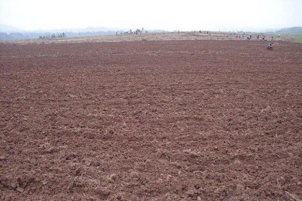 种植甘草如何选地整地？