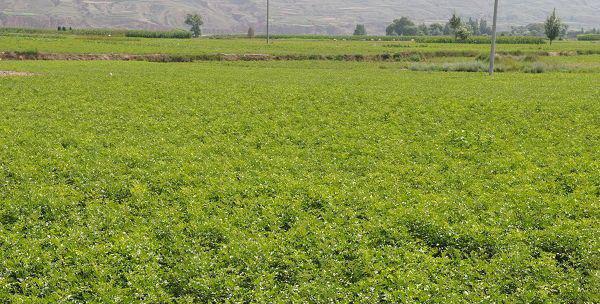 甘草有几种繁殖方法？