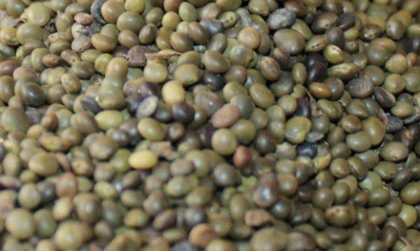 甘草种子有什么特点？