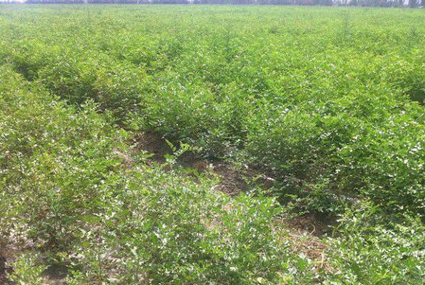 种植甘草需要怎么样的环境条件？