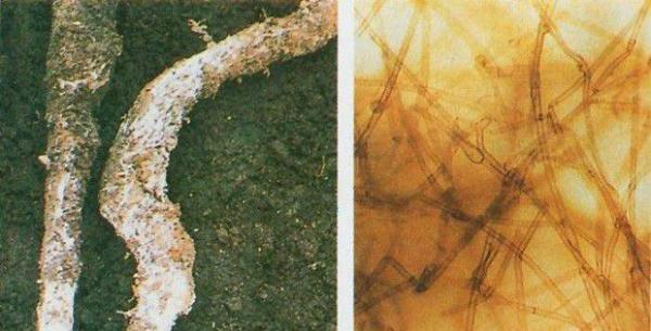 种植白芷如何防治紫纹羽病？