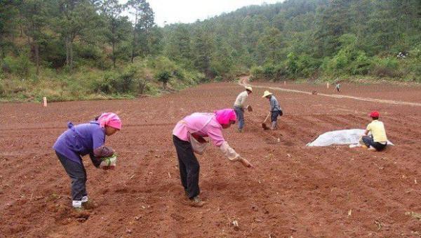 白芷如何播种？