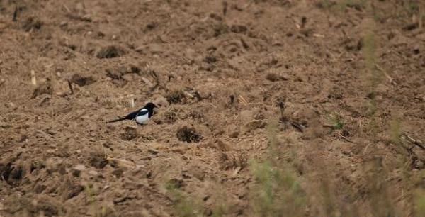 白芷种植地如何选?