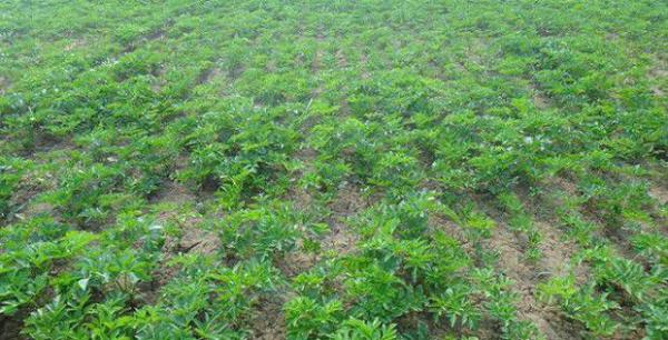 白芷生长需要怎么样的环境？