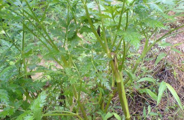 川芎茎基蛾如何防治？