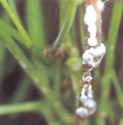 川芎菌核病如何防治？