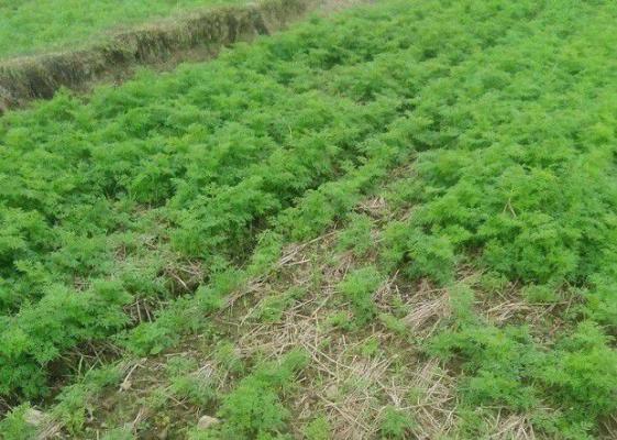 川芎移栽后如何管理？