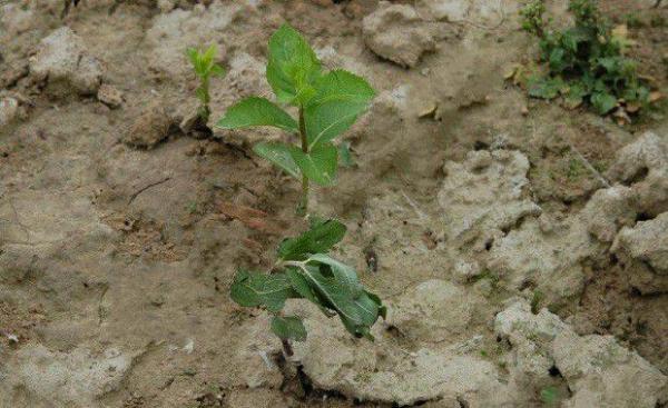 桔梗立枯病如何防治？