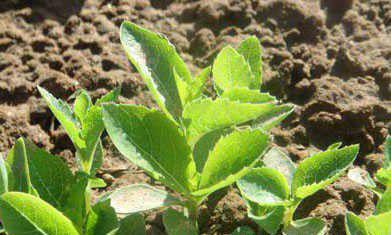 种植桔梗如何管理？