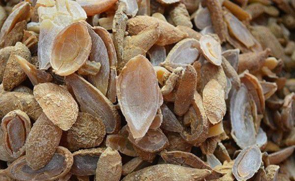 郁金如何加工？