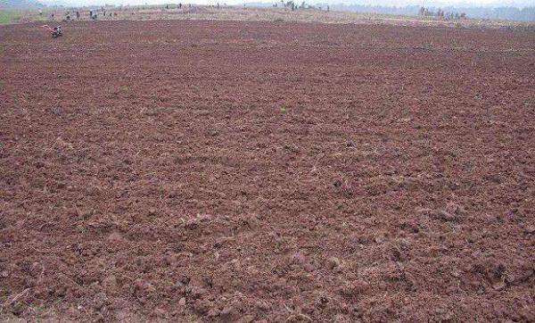 郁金种植前如何整地？