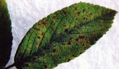 白芍锈病如何防治?