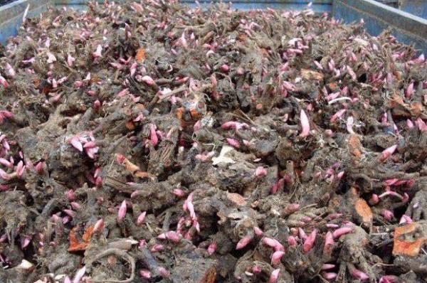 白芍如何繁殖？