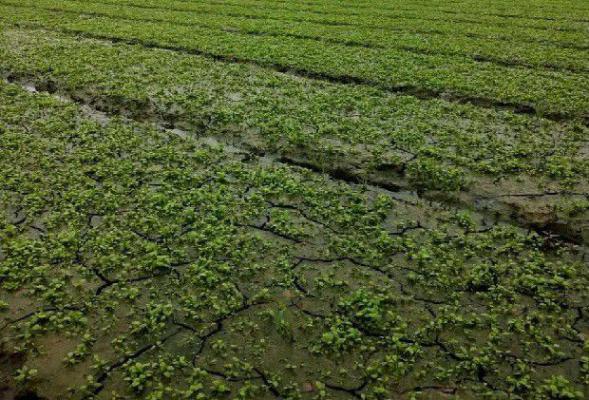 泽泻苗期如何管理？