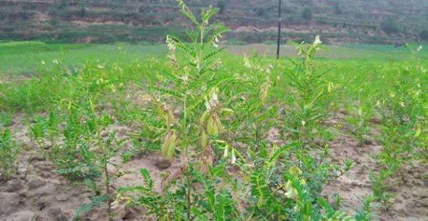 黄芪如何播种？