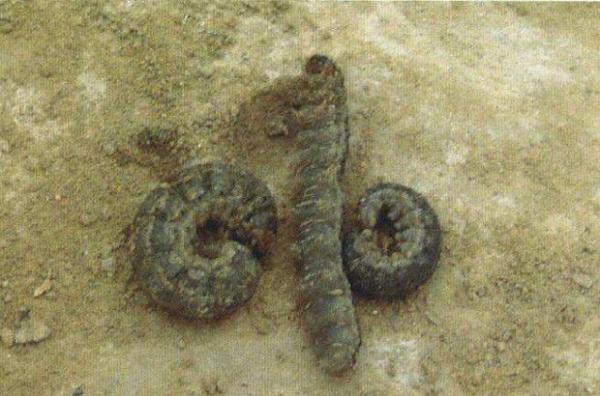 种植当归如何防治地老虎?