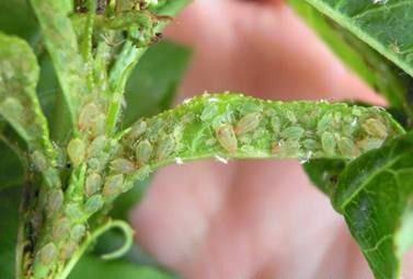 种植当归如何防治桃粉蚜？