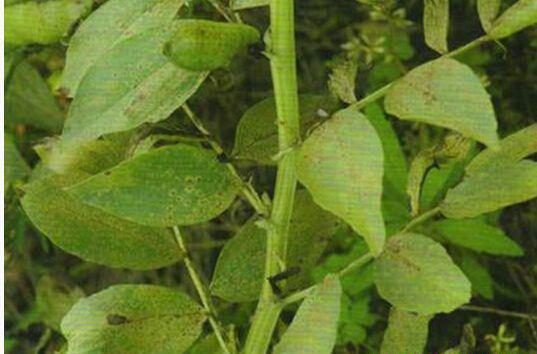 当归锈病如何防治？