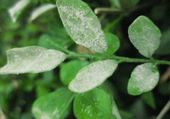 当归白粉病如何防治？