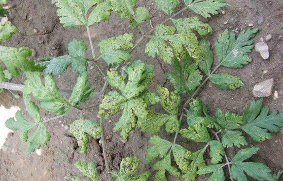 当归褐斑病如何防治？