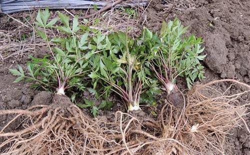 当归苗如何移栽？