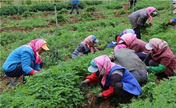 当归苗如何贮藏？