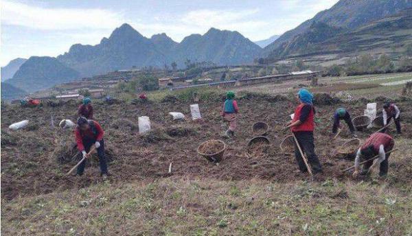 当归育苗地如何准备？