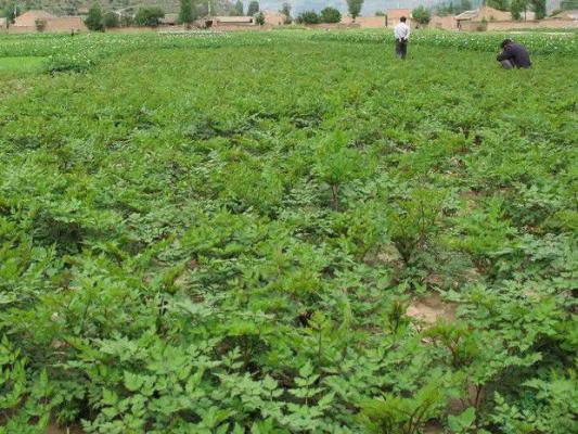 当归种植条件是怎么样?