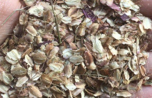 当归生长过程是怎么样?