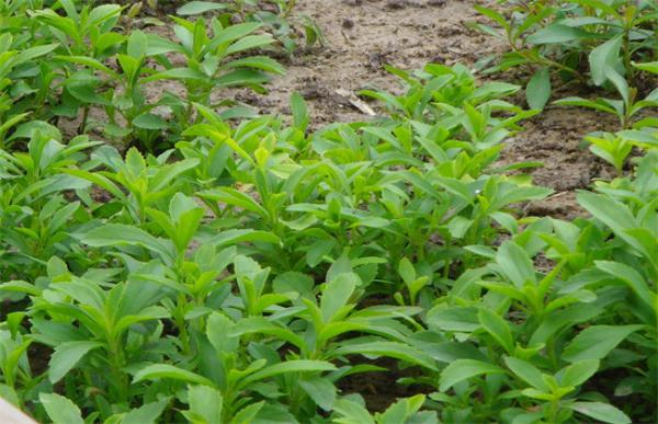 甜叶菊的育苗技术