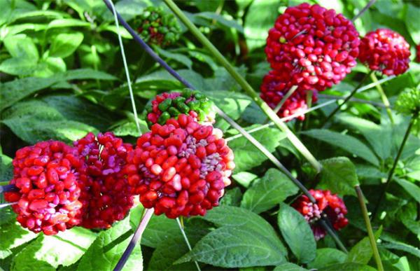 三七高产栽培技术