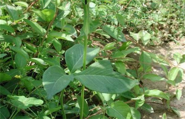 半夏的施肥技术