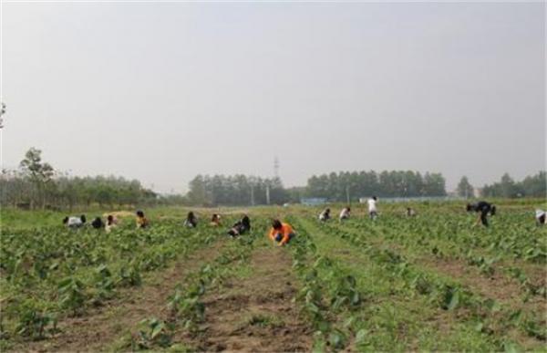 红花田间管理技术