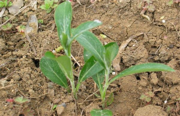 苍术的繁殖方法