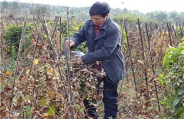 山药死藤原因及防治方法