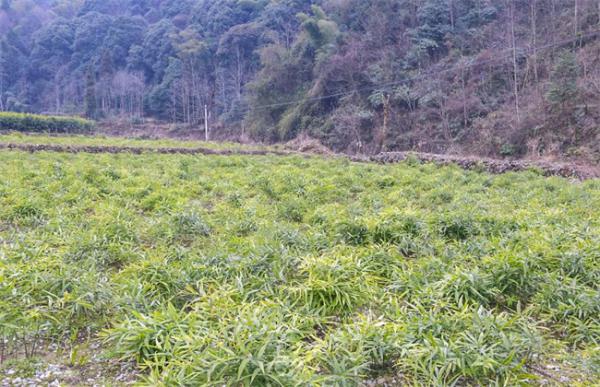 黄精的田间管理要点