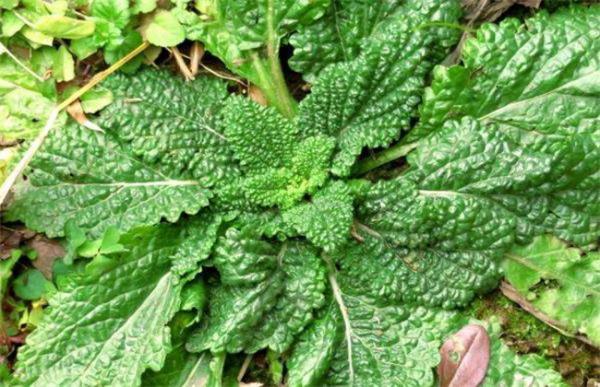 癞蛤蟆草该怎么种植