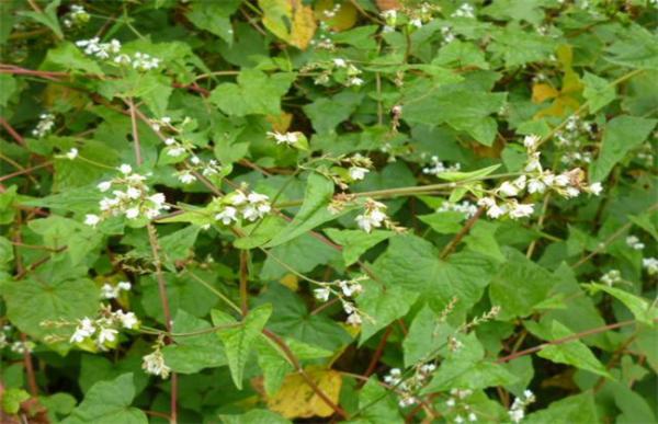 金荞麦该怎么种植