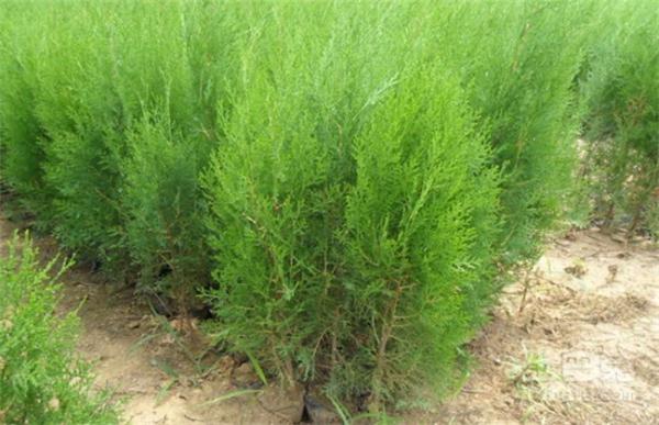 柏子仁如何种植