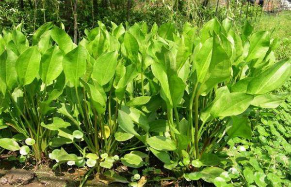 泽泻的田间管理要点