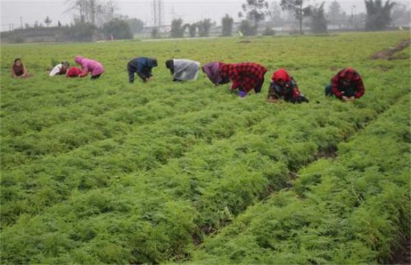 川芎的田间管理要点