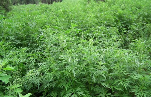 益母草种植的注意事项