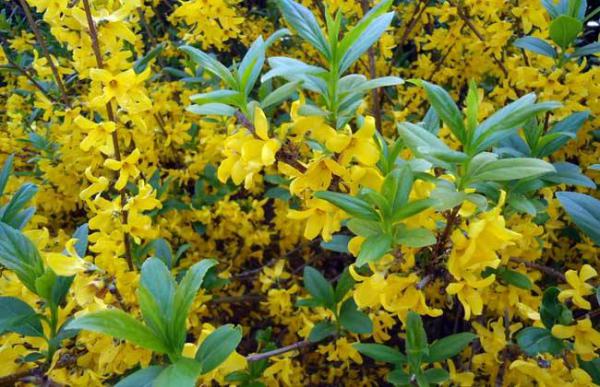 连翘种植需要注意哪些问题